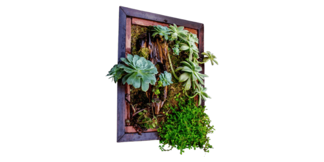 Quadros Vivos.