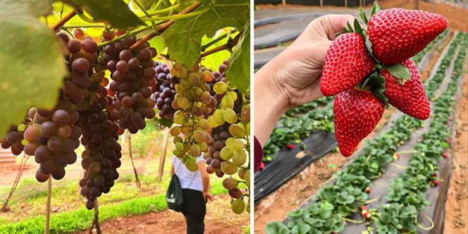 uvas e morangos