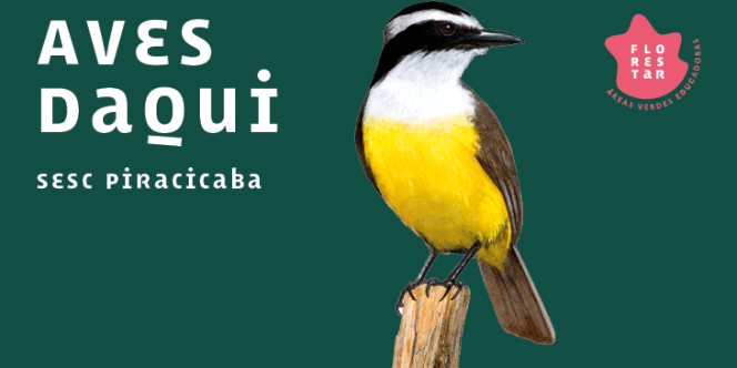 Foto: Reprodução Bem-te-vi do guia Aves Daqui 