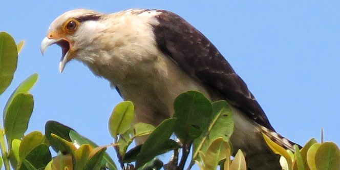 Foto: Allonso Filho