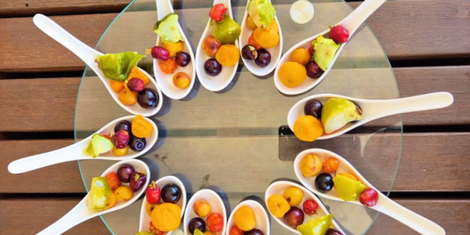 Frutas da Mata Atlântica - Foto: Acervo Jane Glebia