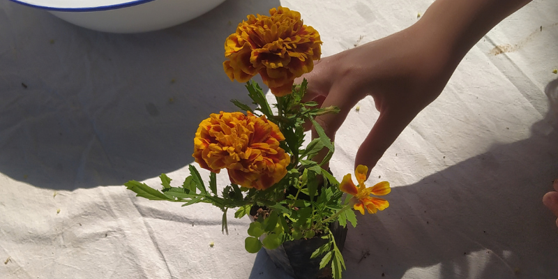 Imagem publicada pela fonte para Brincar de Florescer