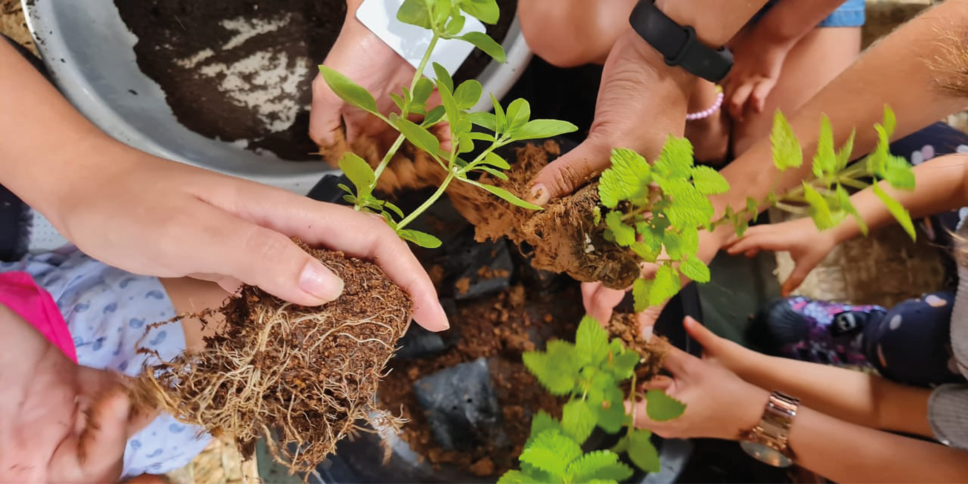 Cultivo: plantio de mudas, estacas e rizomas