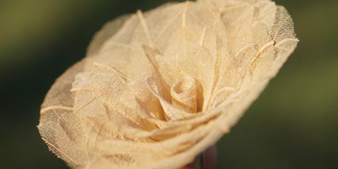 Foto: Flor do Cerrado